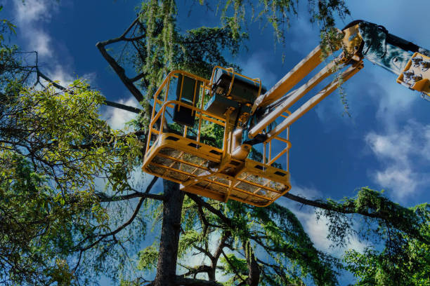 Best Local Tree Services  in Hartford, MI